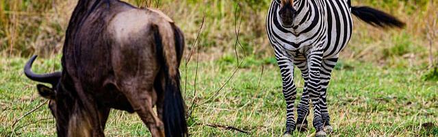 金剛不壞大寨主繁體免費章節免費享，期待您的品鑒