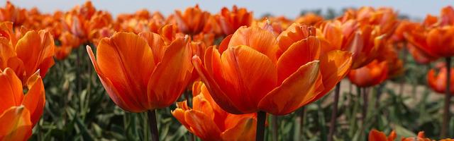 上門龍婿葉辰蕭初然_第154章 年輕二十歲！