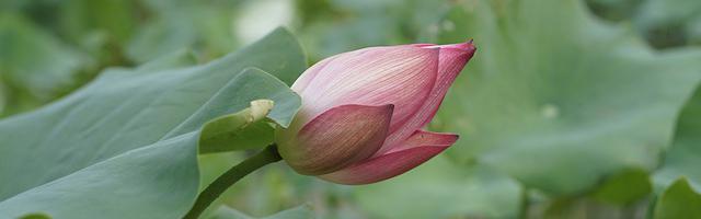 上門龍婿葉辰蕭初然_第2845章 交給我你別管了