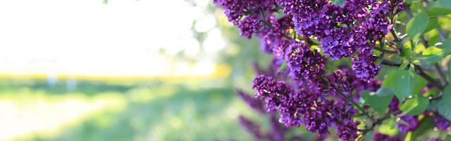 上門龍婿葉辰蕭初然_第383章 喪家之犬！