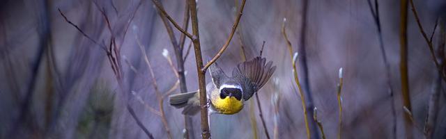 上門龍婿葉辰蕭初然_第108章 讓蕭老太太一無所有！