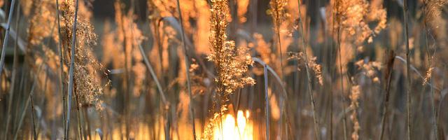 都市神醫葉辰很囂張_第66章 往事