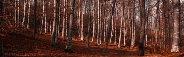 都市神醫葉辰很囂張_第149章 死不足惜！（加更！）