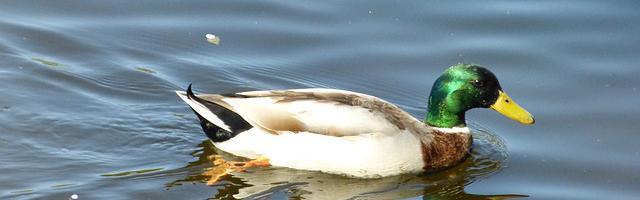 都市神醫葉辰很囂張_第12071章 搶奪
