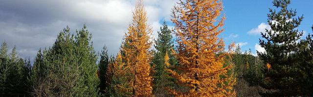 偷偷養只小金烏繁體免費章節，邀您共賞