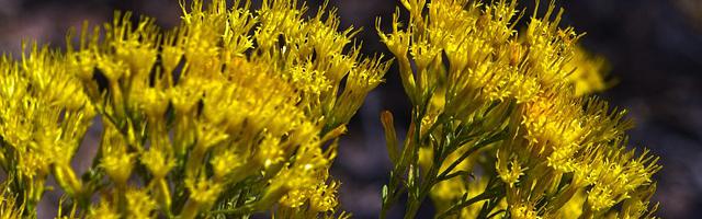 上門龍婿葉辰蕭初然_第25章 找死