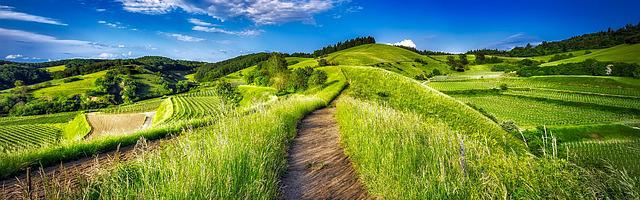 都市神醫葉辰很囂張_第433章 江姵蓉的驚訝！（一更！）