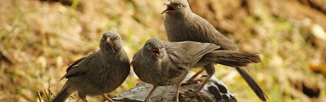 都市神醫葉辰很囂張_第136章 強者姿態！（三更連發，求推薦費！）