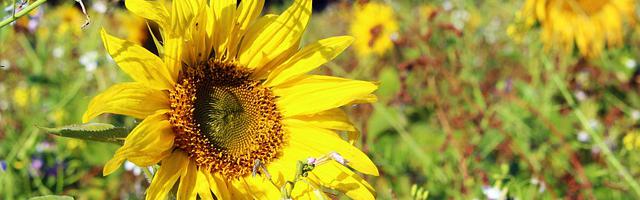 都市神醫葉辰很囂張_第 11990 章 傷不到我