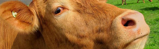 上門龍婿葉辰蕭初然_第3227章 極光