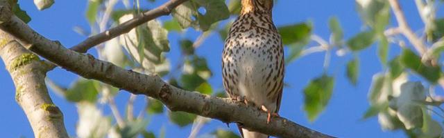 上門龍婿葉辰蕭初然_第3321章 職業操守