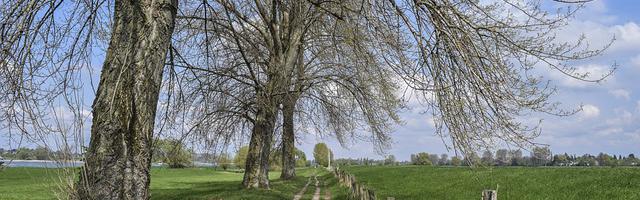 上門龍婿葉辰蕭初然_第281章 宋榮譽的小心思