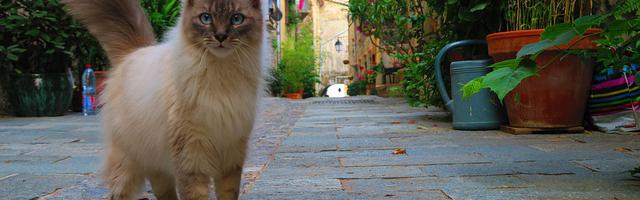 極品仙尊混都市繁體免費章節免費享，期待您的品鑒