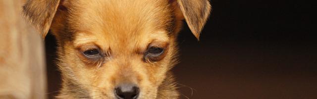 我真不想成為天災啊繁體免費章節，邀您共賞