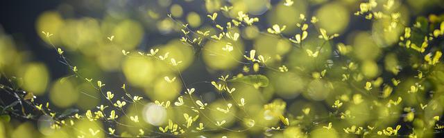 羅小黑我變成妖精那些年繁體免費章節免費享，期待您的品鑒