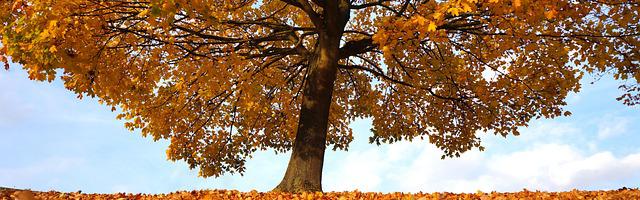 上門龍婿葉辰蕭初然_第385章 螞蟻騎大象