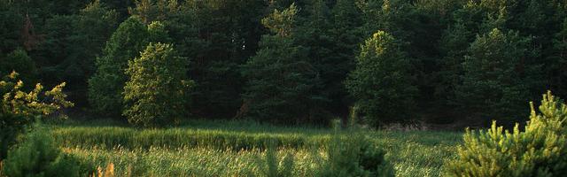 都市神醫葉辰很囂張_第 12040 章 不敢來？