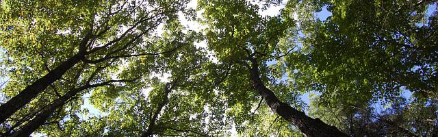 都市神醫葉辰很囂張_第12239章 處置（三章合一）