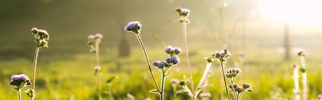 上門龍婿葉辰蕭初然_第22章 丈母娘被騙