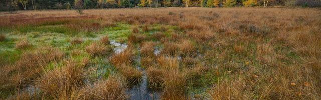 上門龍婿葉辰蕭初然_第156章 你一輛都買不起！