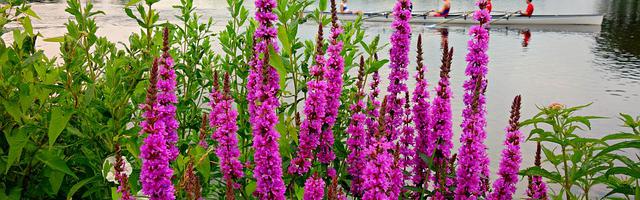 上門龍婿葉辰蕭初然_第3031章 表忠心