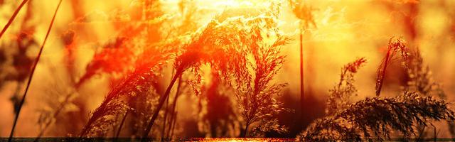 都市神醫葉辰很囂張_第12102章 沒事的