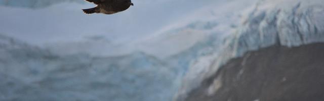 末世之蠻荒狩獵者繁體免費章節，邀您共賞