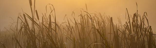 星際炮灰聯盟繁體免費章節，邀您共賞