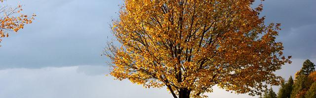 都市神醫葉辰很囂張_第12200章 狂妄無知