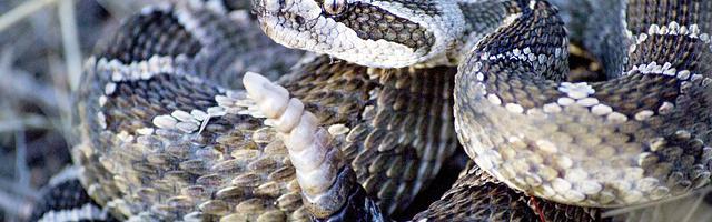 上門龍婿葉辰蕭初然_第1205章 心狠手辣