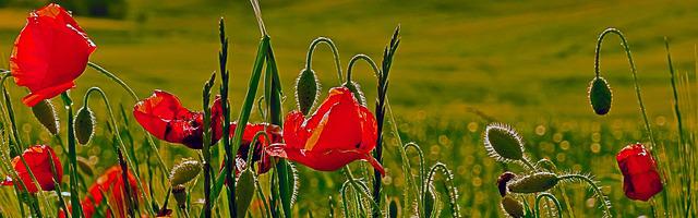 都市神醫葉辰很囂張_第12294章 五霸（三合一）