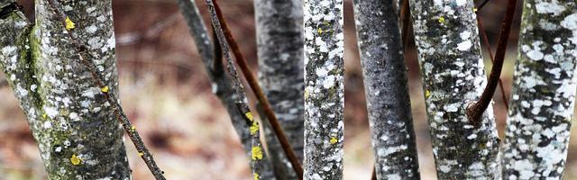 葉君臨李子染繁體免費章節免費享，期待您的品鑒