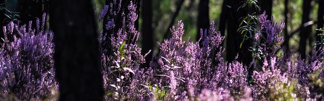 都市神醫葉辰很囂張_第150章 死神！（再加更！求推薦票！）