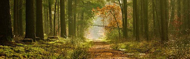 上門龍婿葉辰蕭初然_第210章 至尊VIP