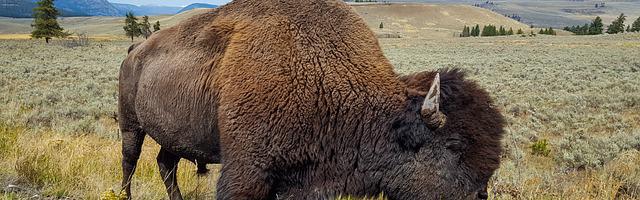 上門龍婿葉辰蕭初然_第176章 江湖追殺令