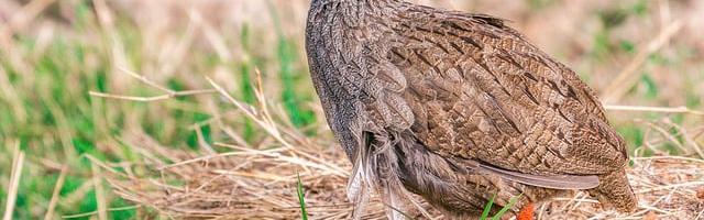 上門龍婿葉辰蕭初然_第3245章 效一生犬馬之勞