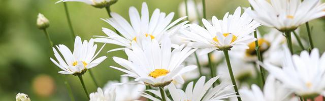 都市神醫葉辰很囂張_第 11989 章 輸