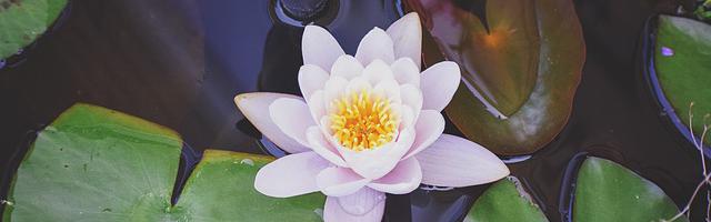 都市神醫葉辰很囂張_第50章 強行闖入！