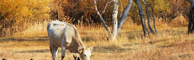 上門龍婿葉辰蕭初然_第28章 設宴