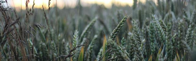 上門龍婿葉辰蕭初然_第2922章 給你上一課