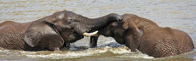 上門龍婿葉辰蕭初然_第31章 誰敢動她