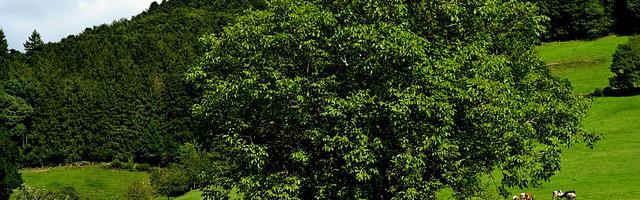 都市神醫葉辰很囂張_第12092章 無可奈何