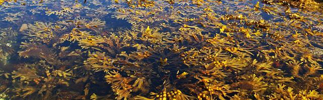 峽谷少女飛雷神繁體免費章節免費享，期待您的品鑒