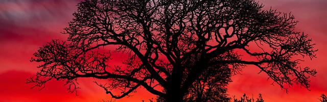 上門龍婿葉辰蕭初然_第3360章 風水總監