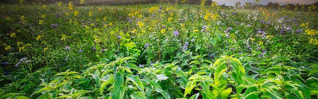 上門龍婿葉辰蕭初然_第239章 吳奇火了！